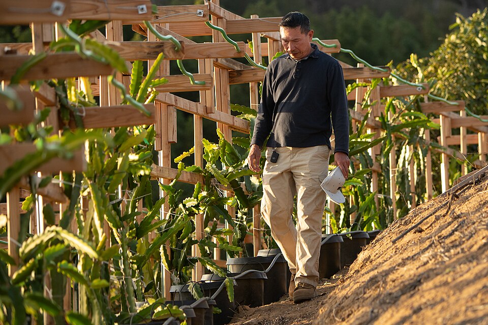 Double-layer dragon fruit trellis system