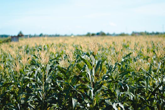 Drip Fertigation in Maize