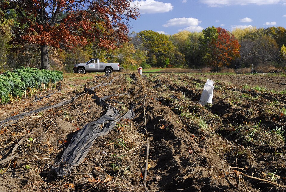 Drip fertigation for vegetables