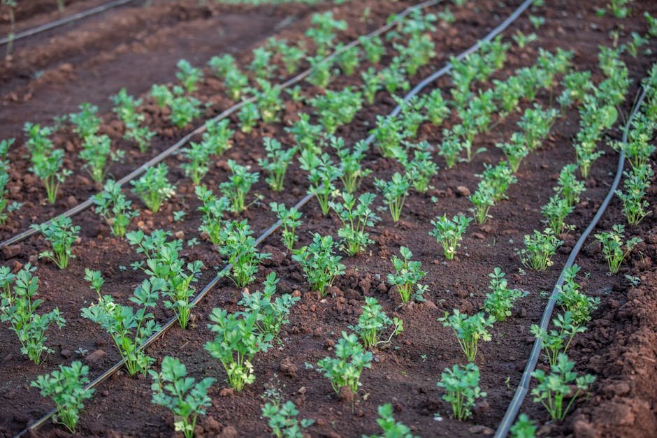 Drip irrigation in rainfed groundnut