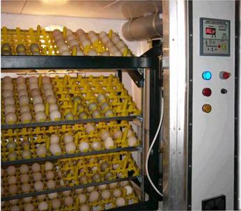 Egg incubator (small-scale)