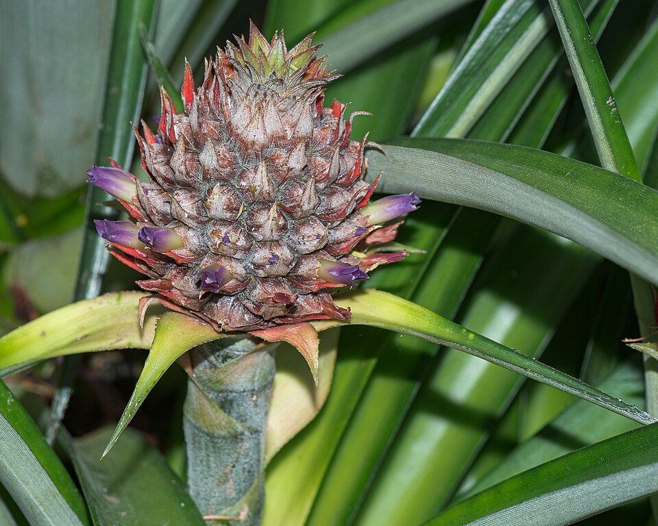 Ethephon induction of pineapple flowering