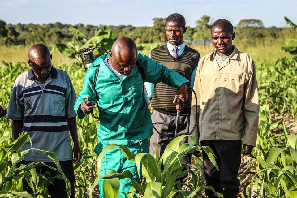 Fall armyworm (Spodoptera frugiperda) in maize