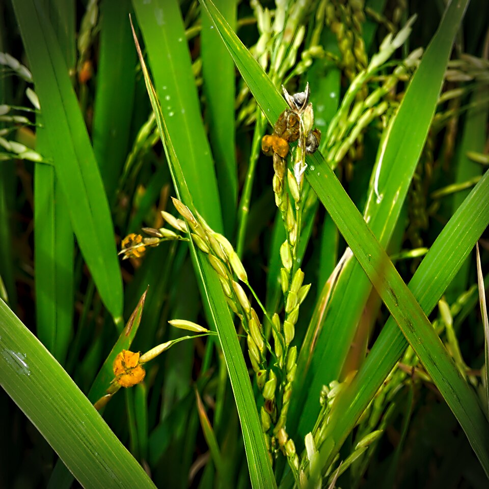 False smut in paddy