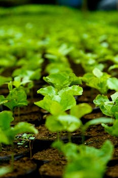 Floriculture seedling nursery (coir-pith tray system)