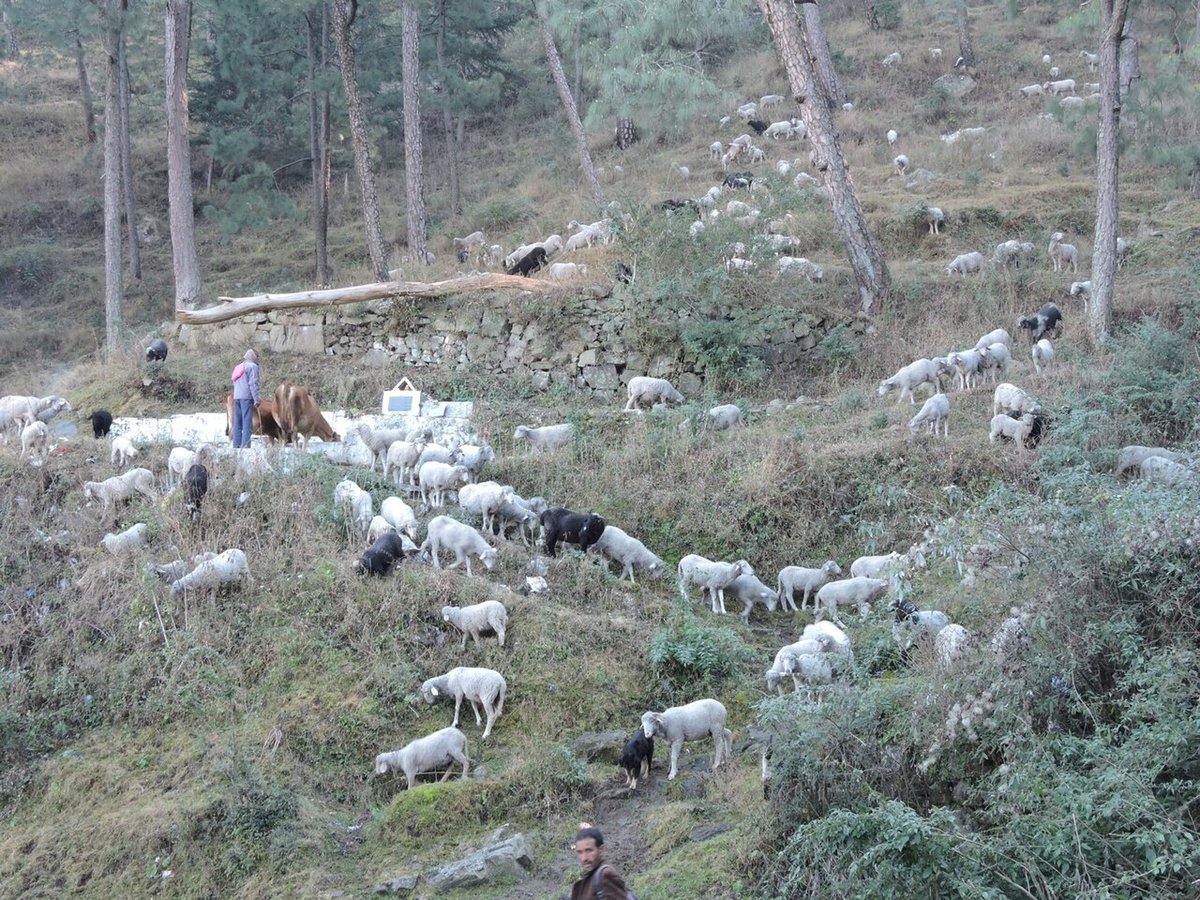 Gaddi sheep