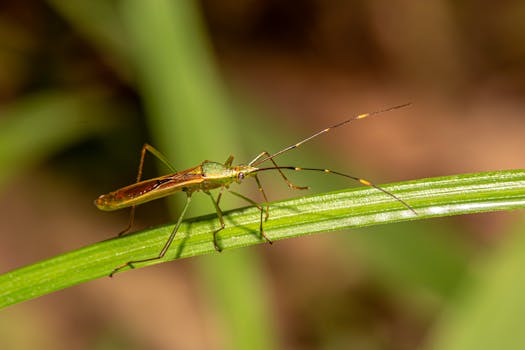 Asian rice gall midge (kuda eega)