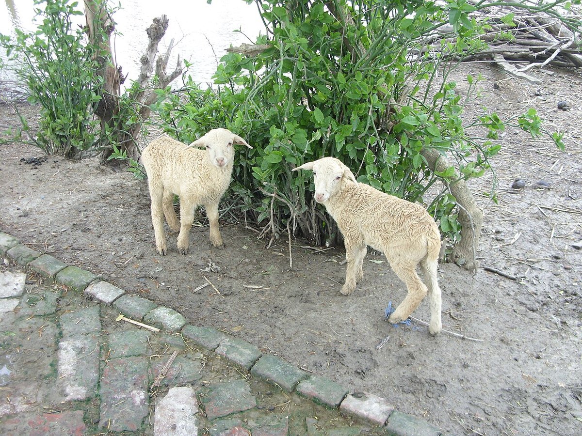 Twin lambs from a FecB-carrier ewe