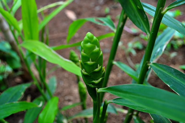 Ginger (Zingiber officinale)