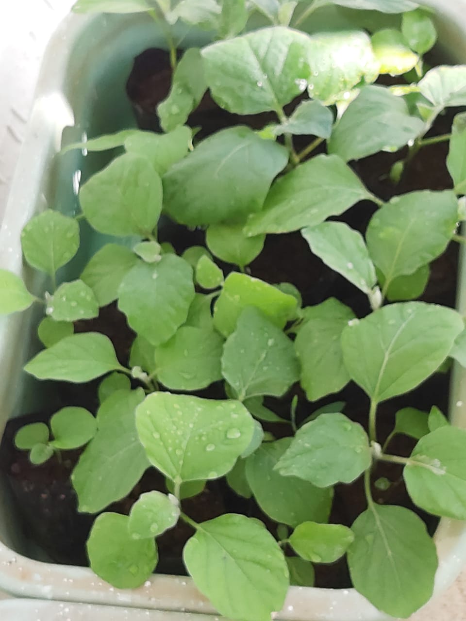 Grafted brinjal seedlings