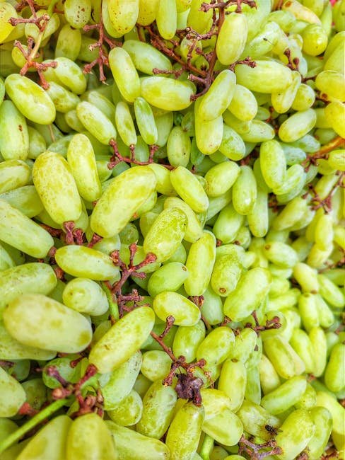GrapeNet APEDA traceability portal