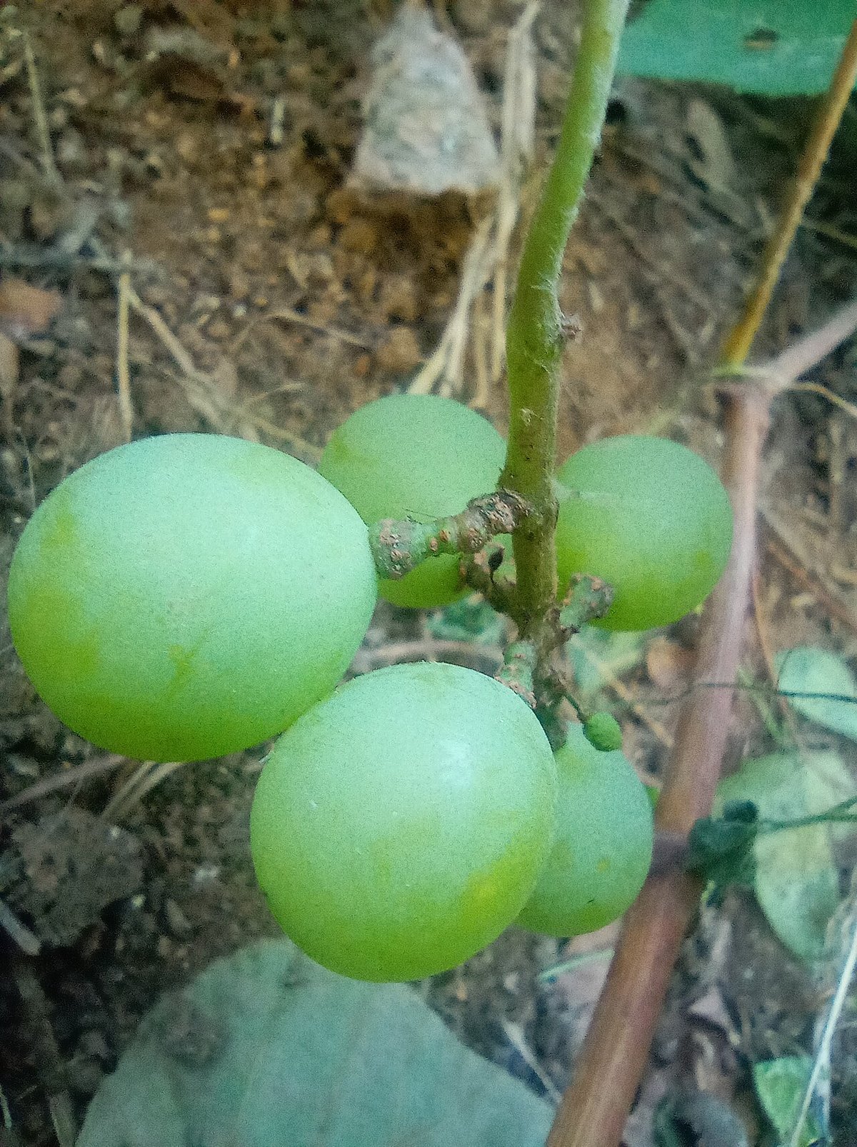 Anab-e-Shahi grape