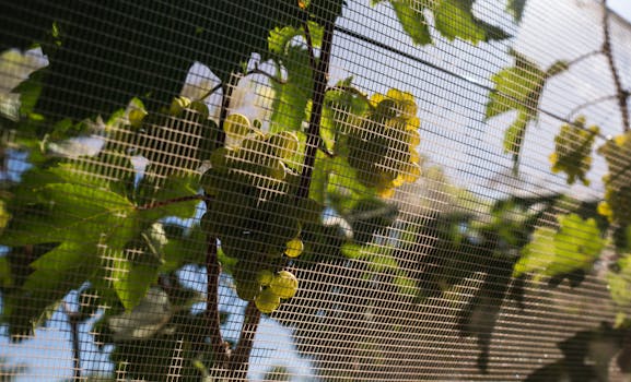 Protected-cultivation grapes (poly-cover)