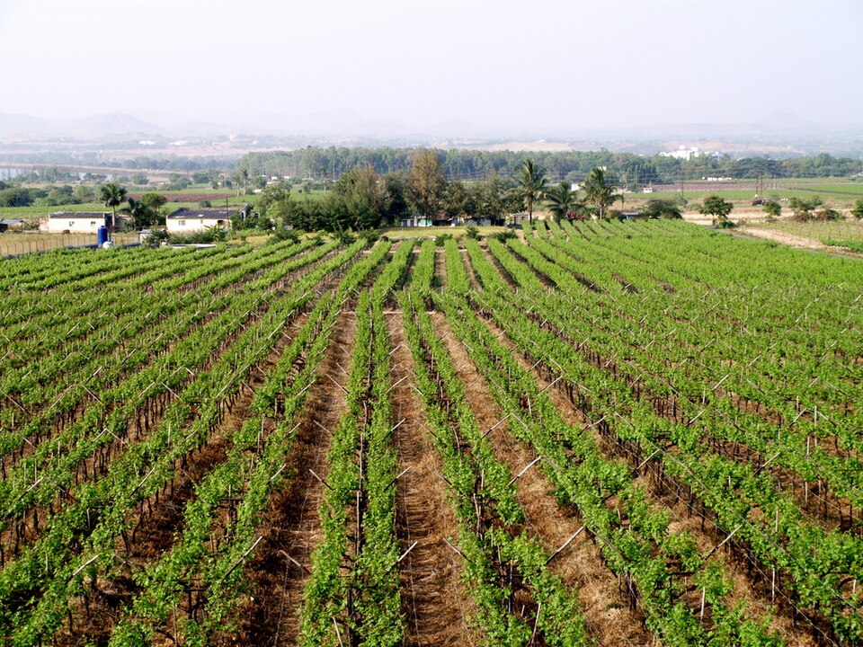 Grape back-pruning and double-cycle
