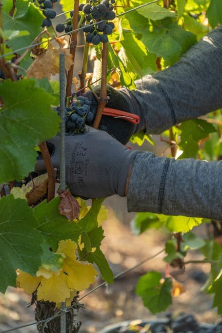 Grape April back-pruning and September forward-pruning