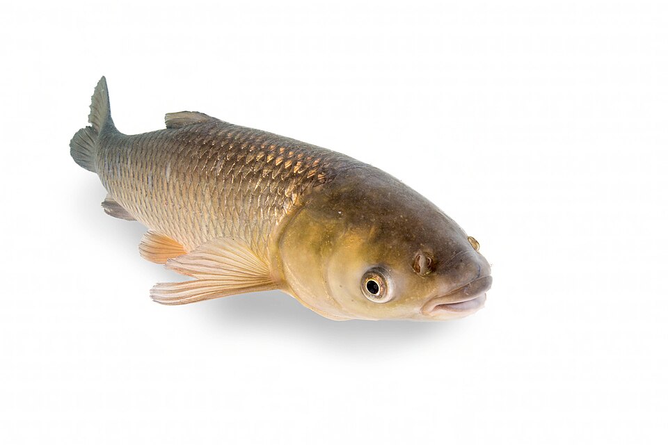 Grass carp (Ctenopharyngodon idella)
