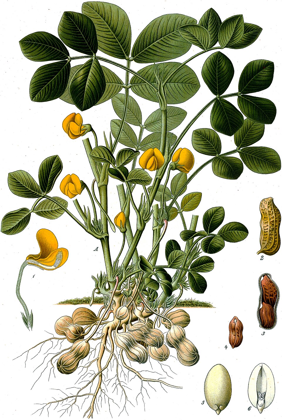 Groundnut (Arachis hypogaea)