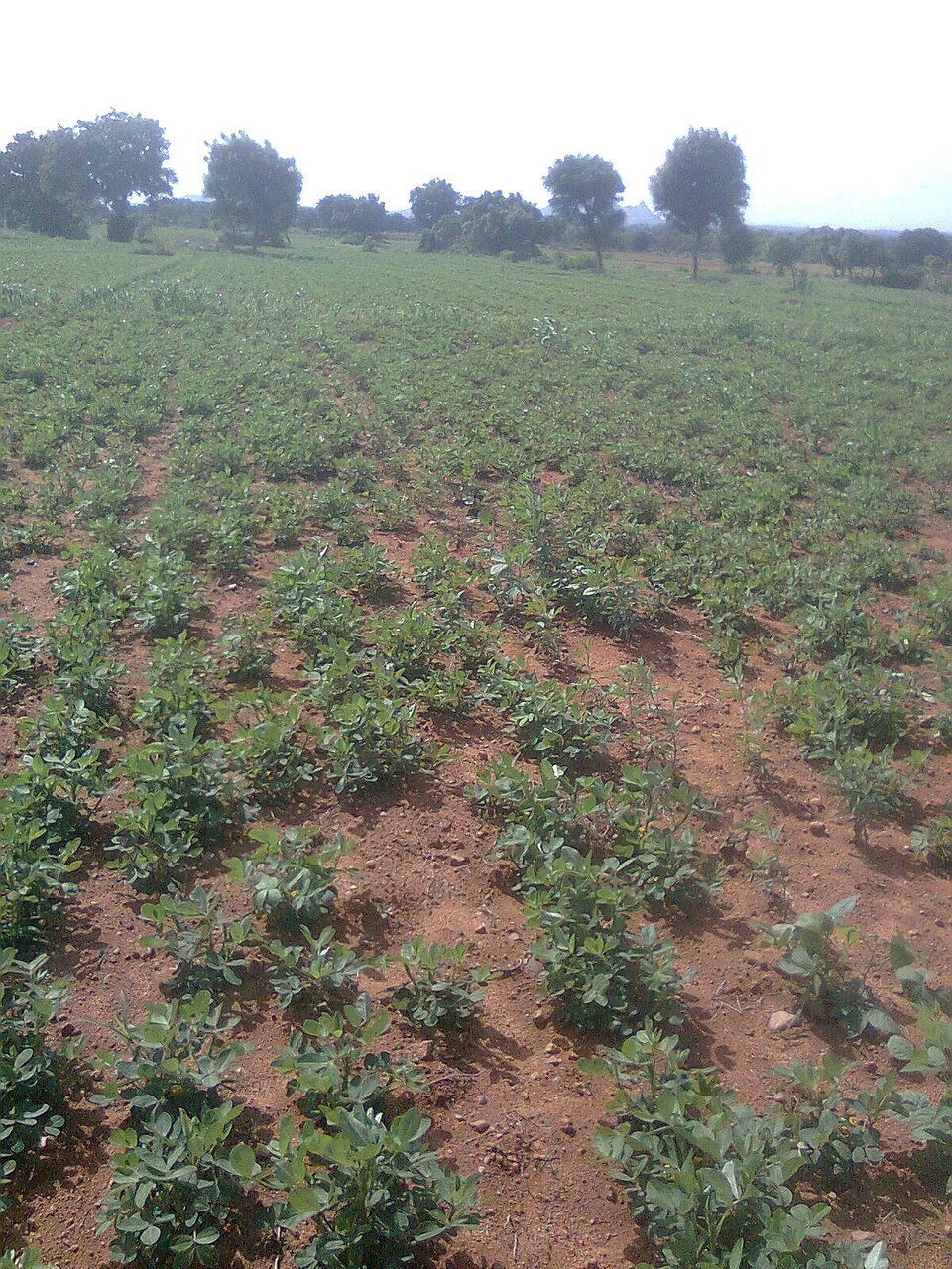 Groundnut foliar nutrition and pest spray schedule