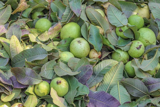 Allahabad Safeda guava