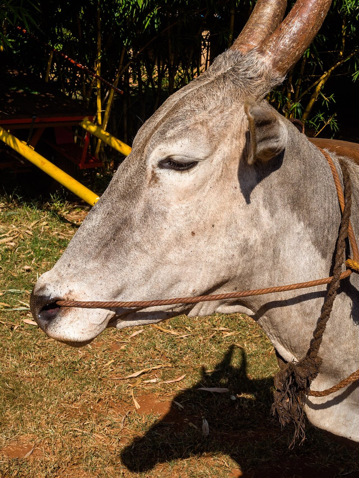 Hallikar bullock