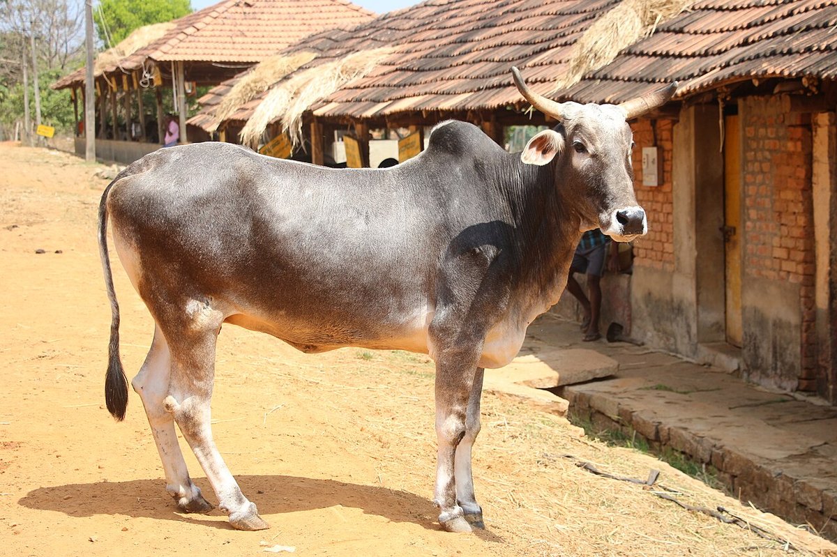 Hariana cow