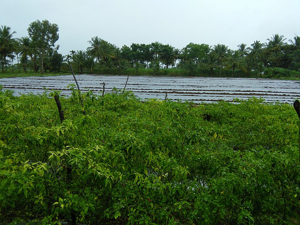 Integrated pest management spray schedule for chilli