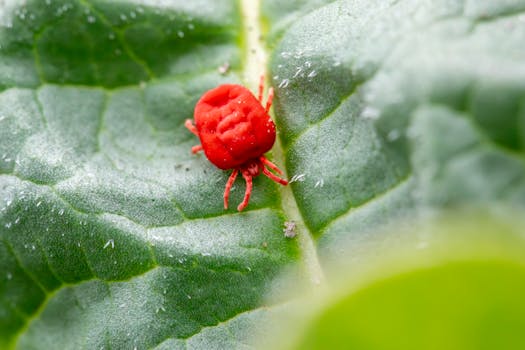 Integrated Pest Management (IPM) in vegetables