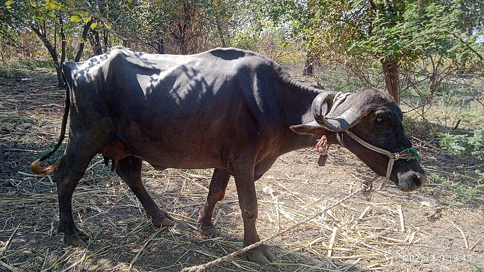 Jaffrabadi buffalo