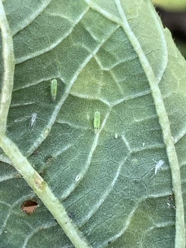 Cotton jassid (Amrasca biguttula biguttula)