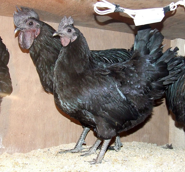 Kadaknath chicken