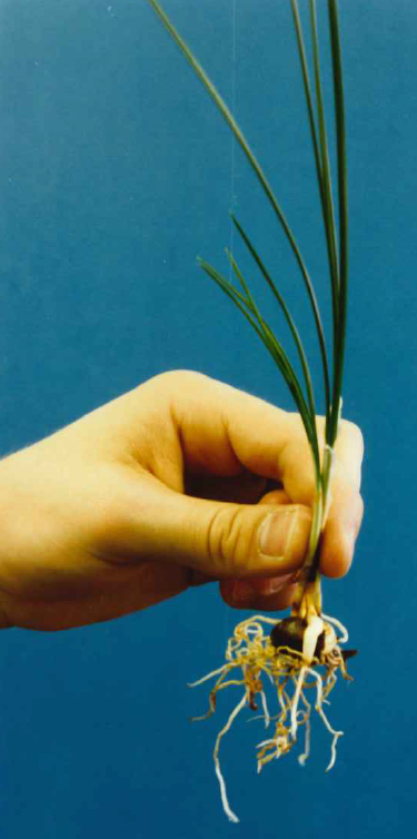 Kashmir saffron corms