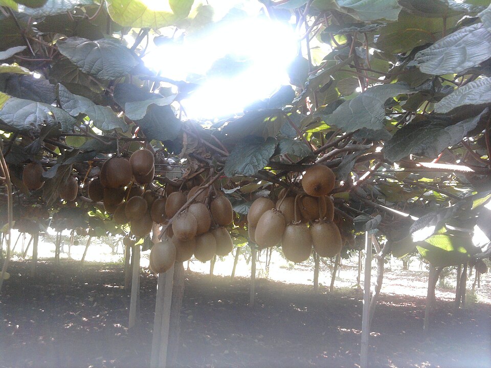 Kiwi cultivation (Himachal)