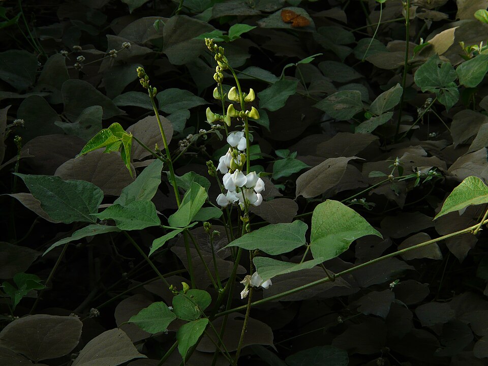 Hyacinth / Lablab bean (Lablab purpureus) / Chikkudu