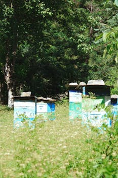 Langstroth-style bee box (Indian 'bee box')