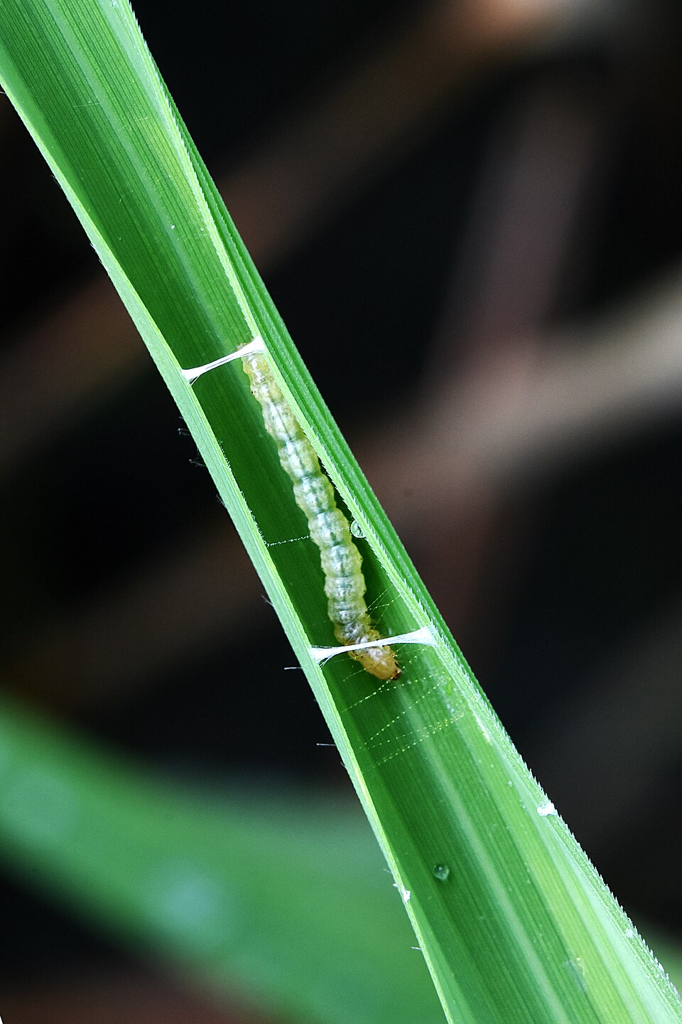 Rice leaf folder (aaku mudata)
