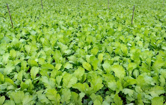 Leafy vegetables (Aakukura) cultivation