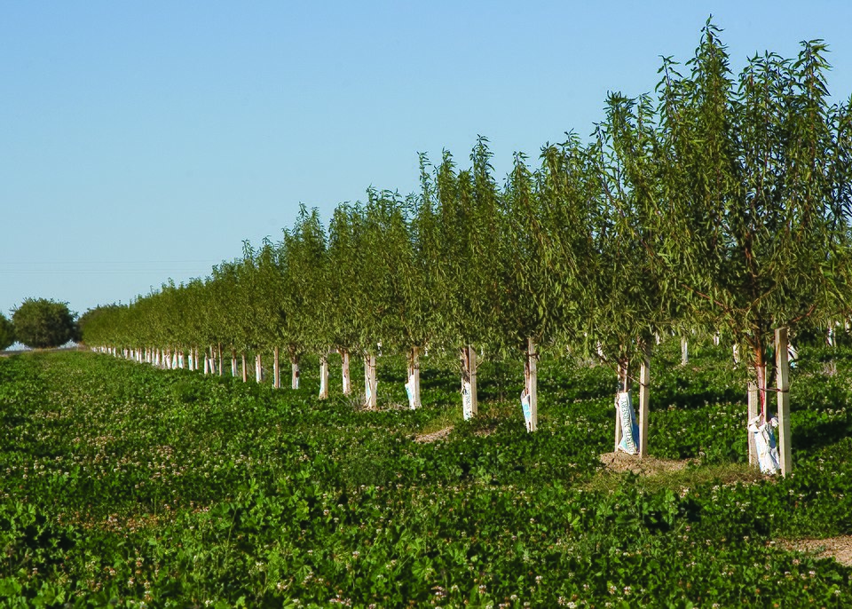 Legume intercropping in orchards