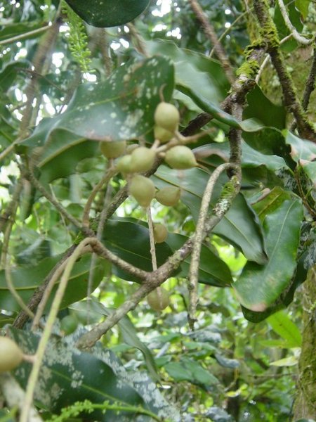 Macadamia nut cultivation