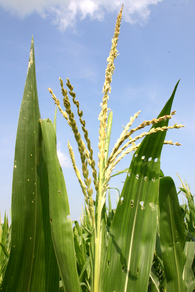Maize (Zea mays)