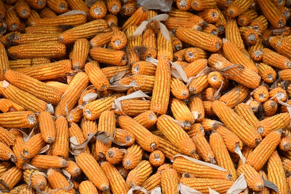Maize as ethanol feedstock under EBP