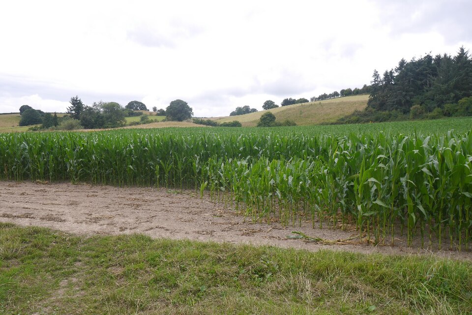 Maize fodder (green corn)