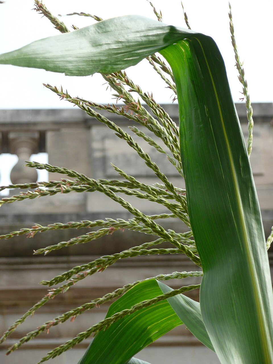 Maize Tassel Cutting (Detasseling for grain drying)