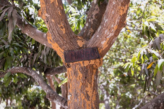 Mango canopy training and pruning
