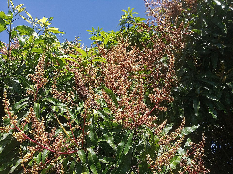 Mango flowering management and flower drop prevention
