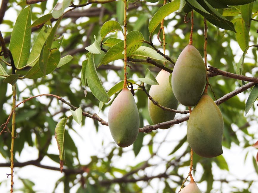 Neelum mango