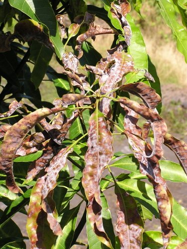 Mango powdery mildew (Oidium mangiferae)