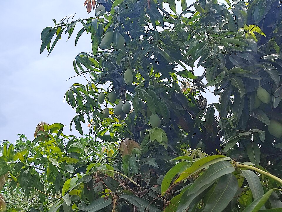 Totapuri mango