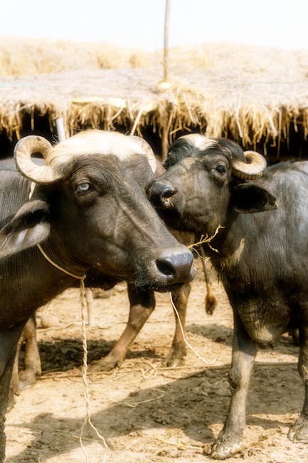 Marathwadi buffalo