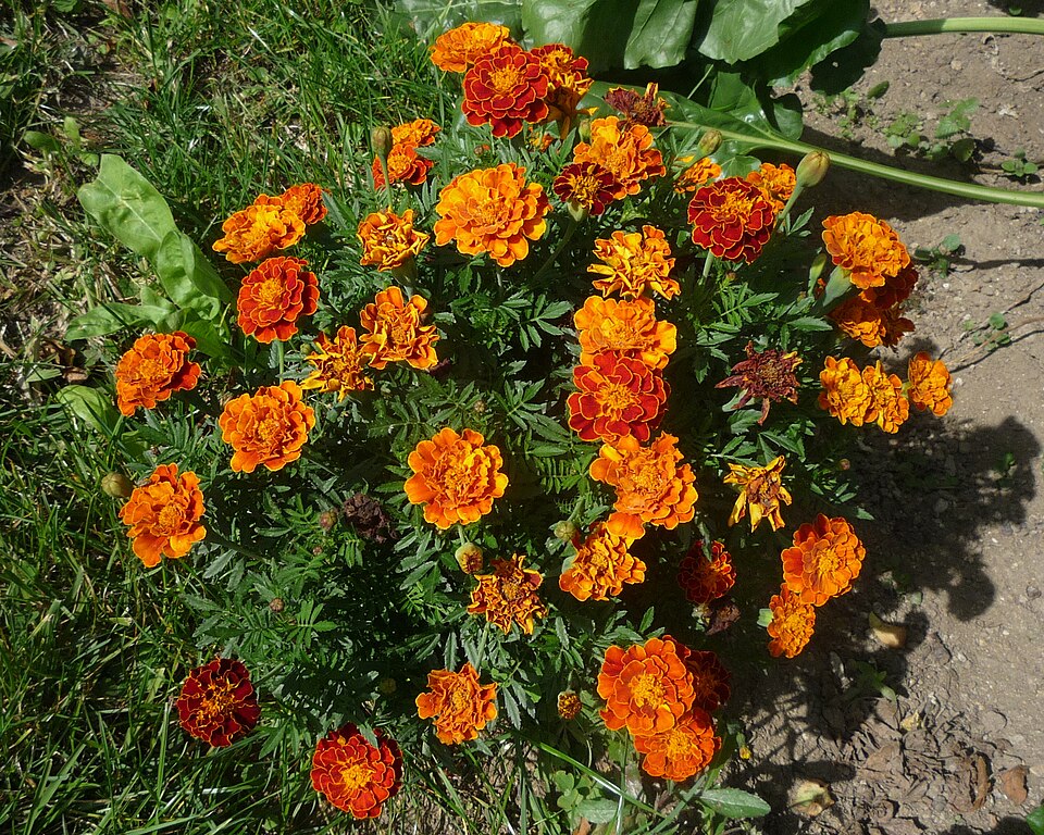 Marigold (Banti)