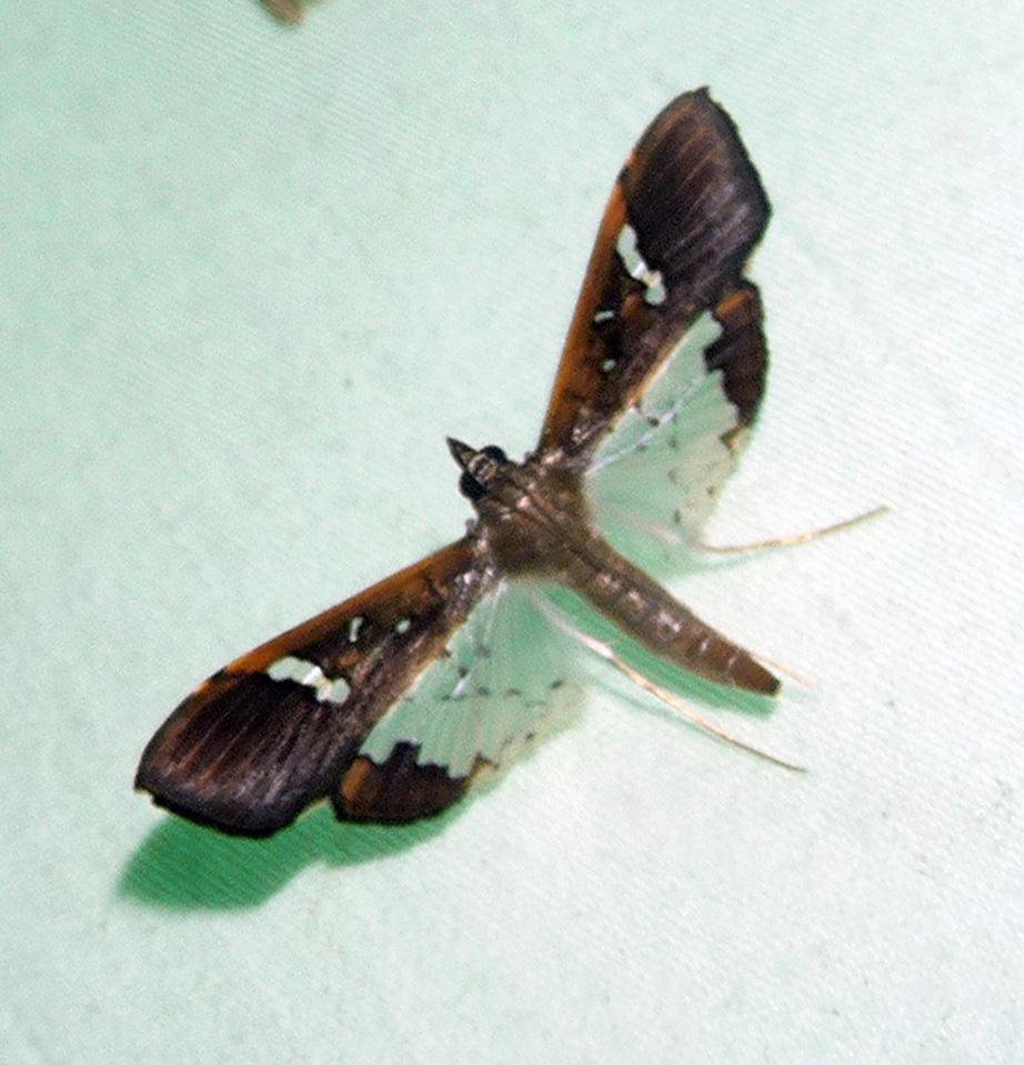 Maruca pod borer (Maruca vitrata)